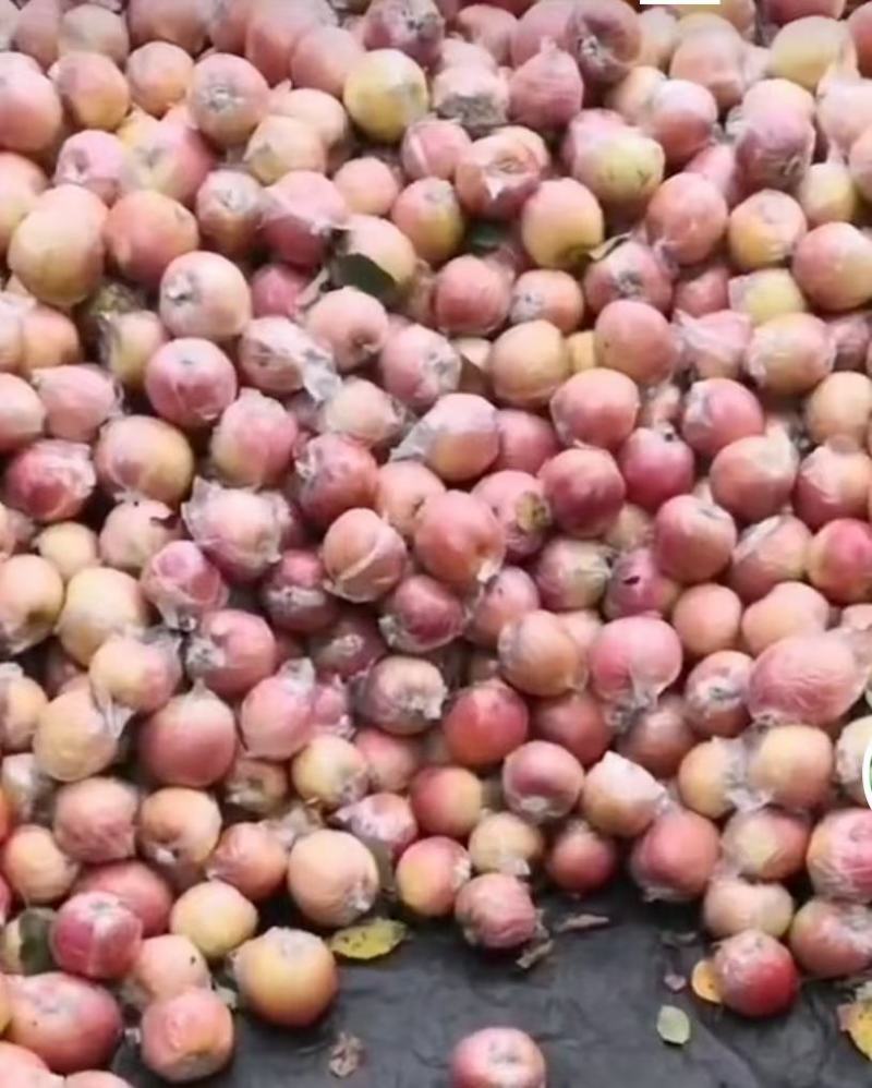 红富士苹果，山东膜袋红富士苹果，大量现货供应