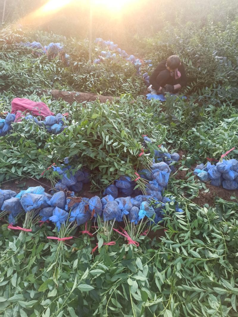 连翘金钟连翘东北连翘华北连翘金钟花大连翘出售