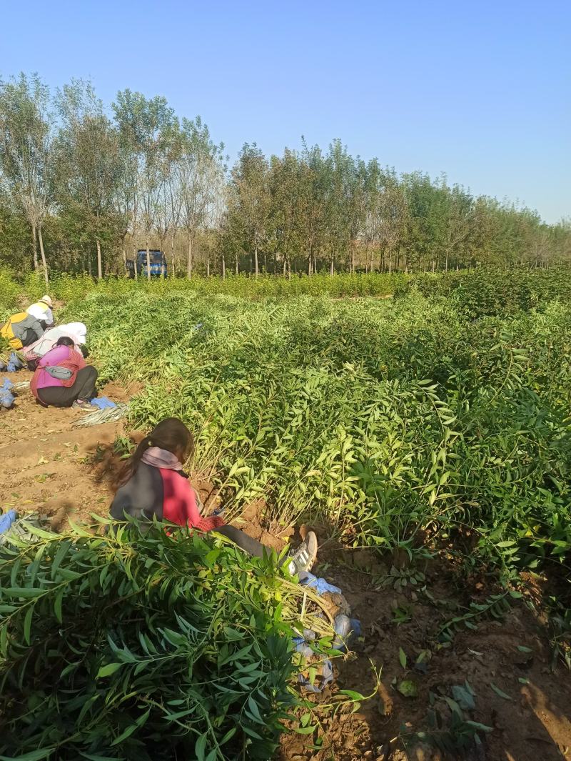 连翘金钟连翘东北连翘华北连翘金钟花大连翘出售