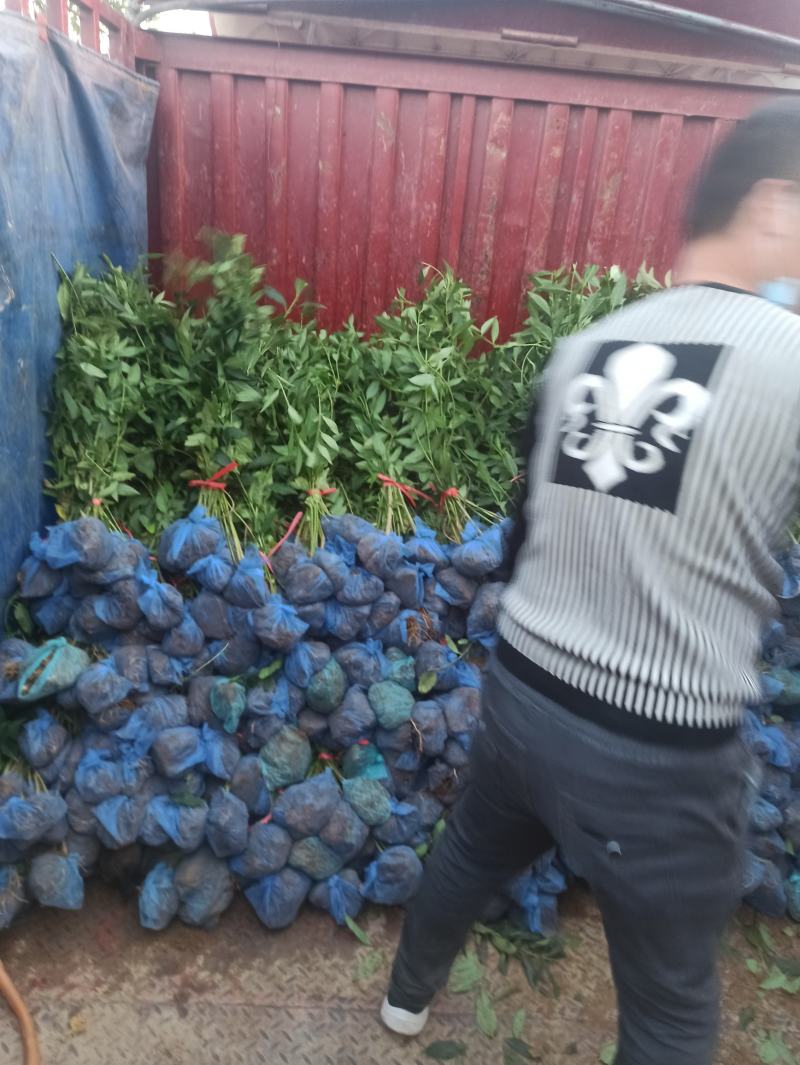 连翘金钟连翘东北连翘华北连翘金钟花大连翘出售