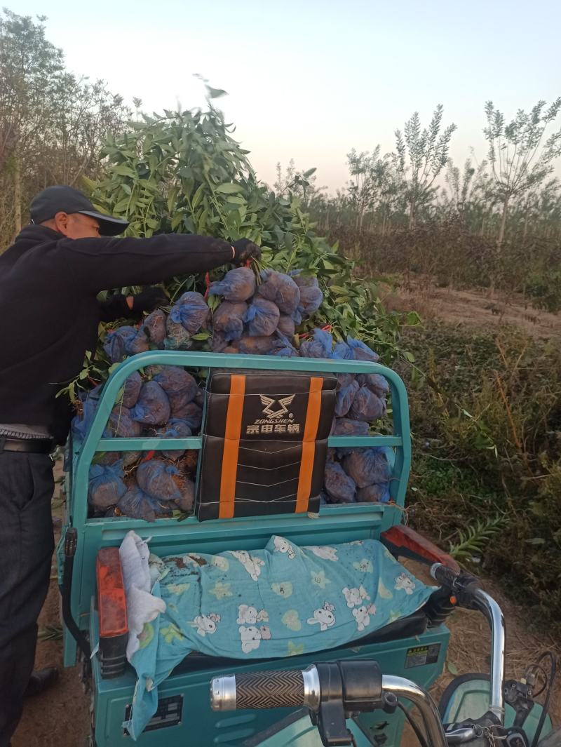 连翘金钟连翘东北连翘华北连翘金钟花大连翘出售