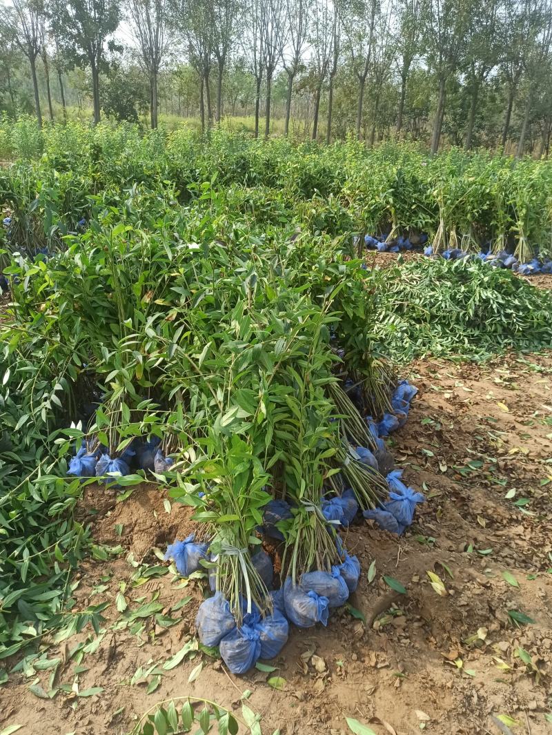 连翘金钟连翘东北连翘华北连翘金钟花大连翘出售