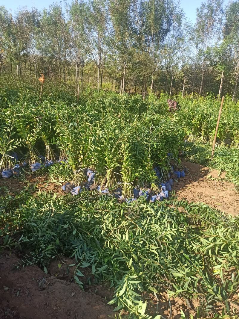 连翘金钟连翘东北连翘华北连翘金钟花大连翘出售