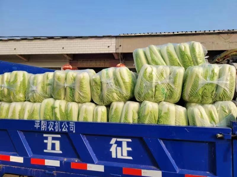 山东省潍坊市寒亭固堤瓜地黄心大白菜大量有货需要的联系我