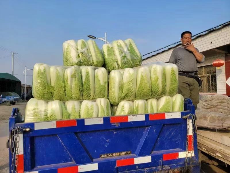 山东省潍坊市寒亭固堤瓜地黄心大白菜大量有货需要的联系我