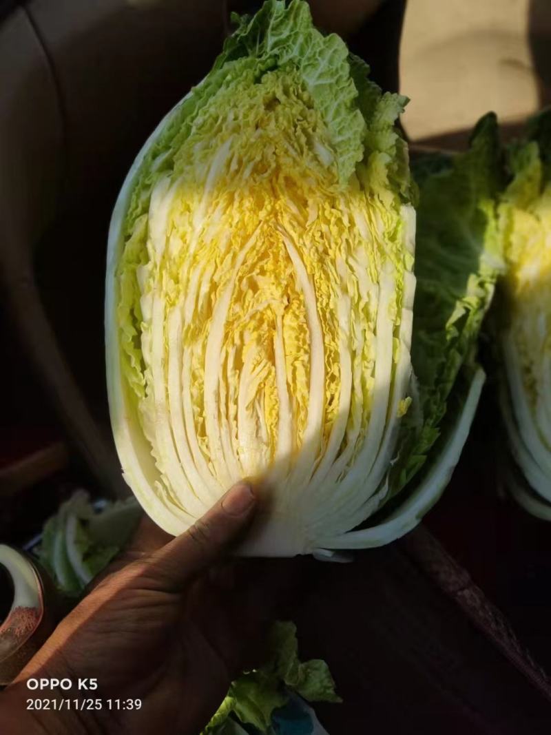 山东省潍坊市寒亭固堤瓜地黄心大白菜大量有货需要的联系我