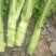 棒菜四川特产新鲜棒棒菜大量上市脑壳菜耐运输备货快耐运输