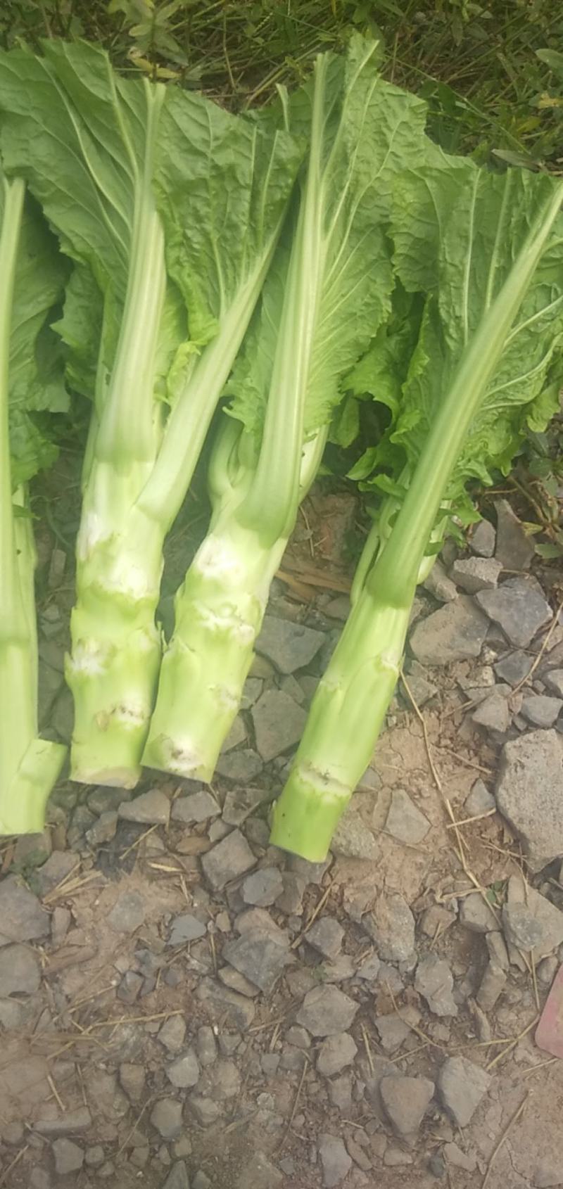 棒菜四川特产新鲜棒棒菜大量上市脑壳菜耐运输备货快耐运输
