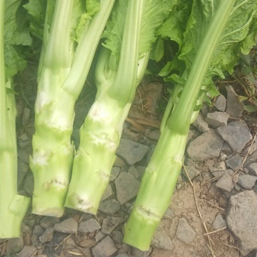棒菜四川特产新鲜棒棒菜大量上市脑壳菜耐运输备货快耐运输