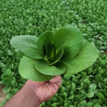 精品上海青，
