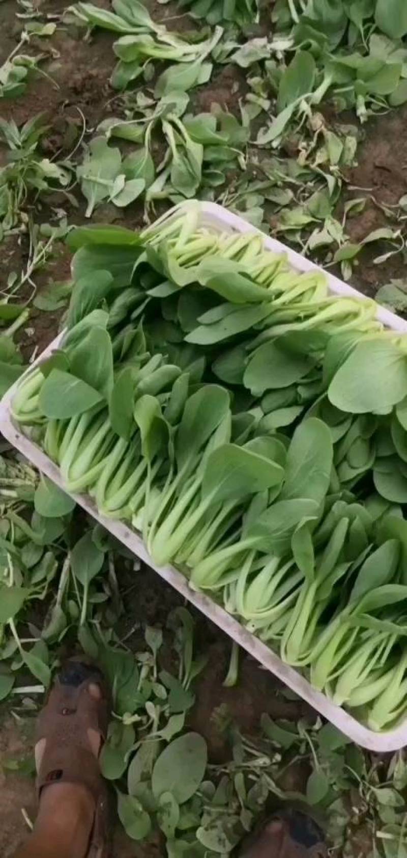 精品上海青，
