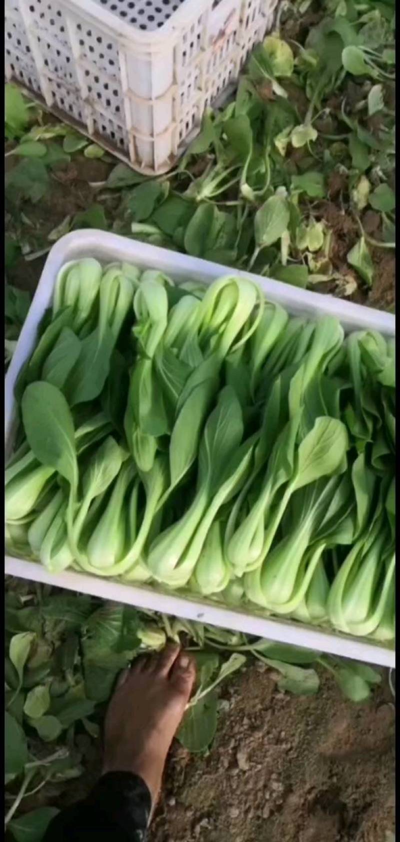 精品上海青，