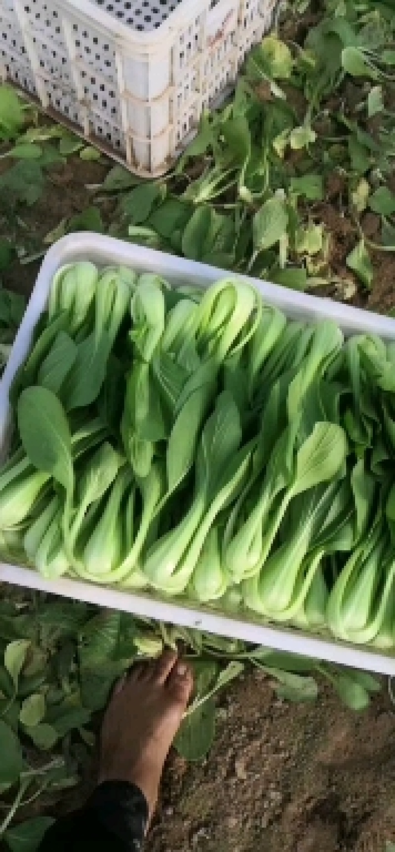 精品上海青，