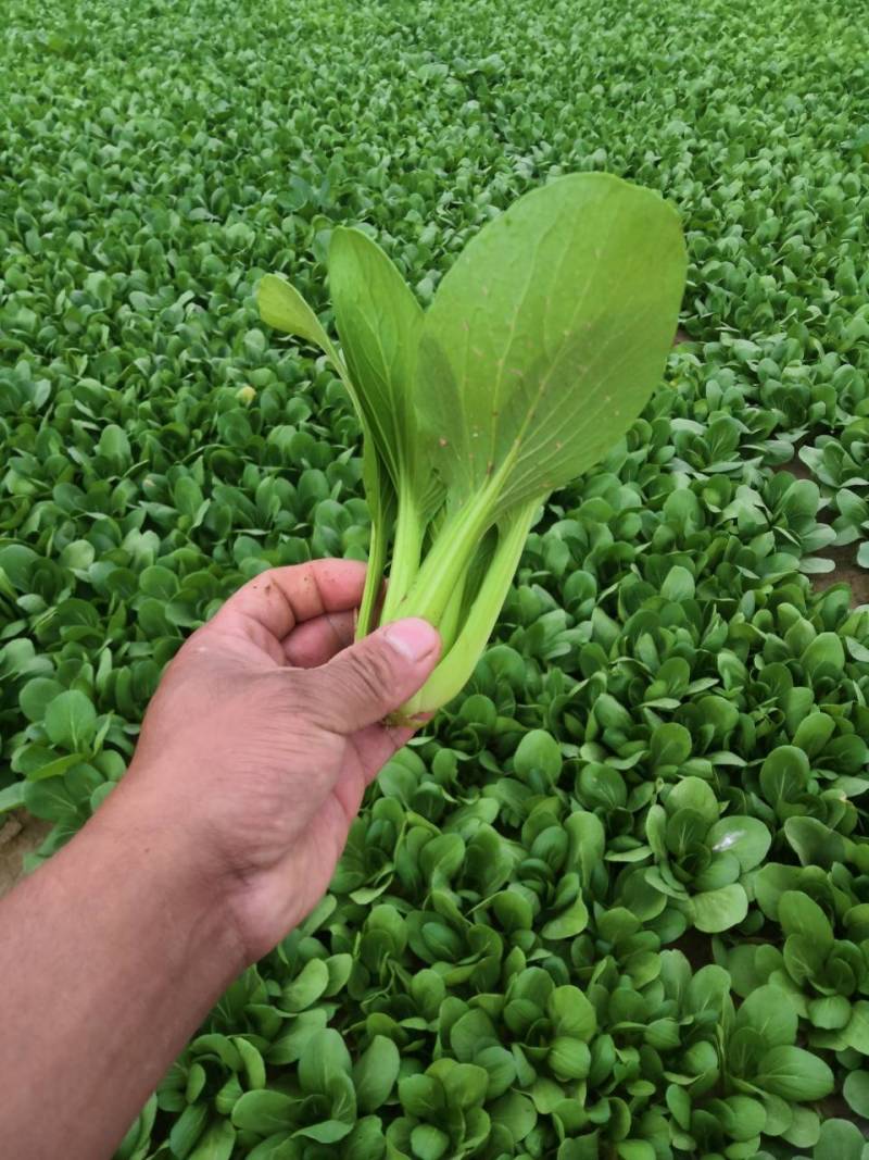精品上海青，