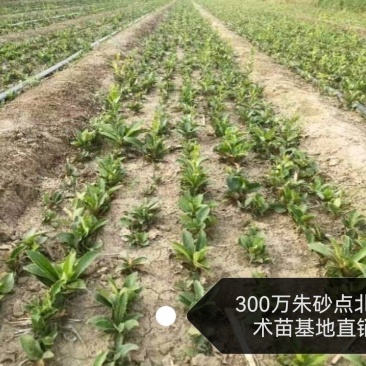 纯正朱砂点北苍术大田苗，黑皮圆头药检达标产量高