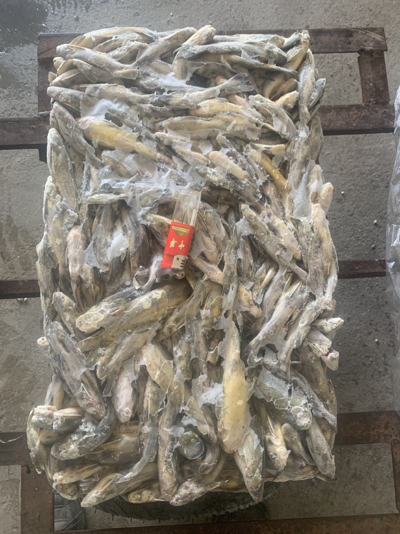 鲶鱼，黄骨鱼