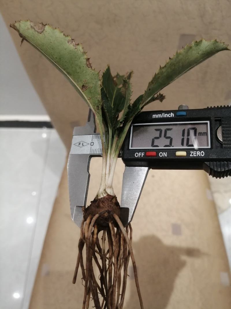 纯正朱砂点北苍术大田苗，黑皮圆头药检达标产量高
