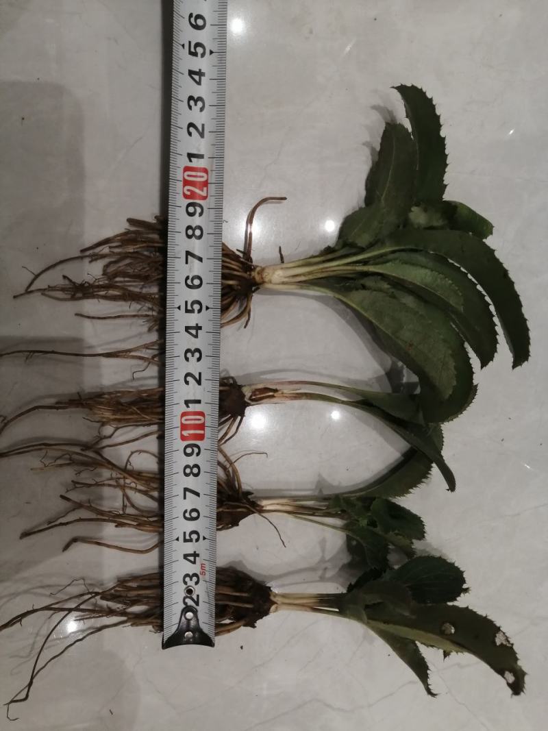 纯正朱砂点北苍术大田苗，黑皮圆头药检达标产量高