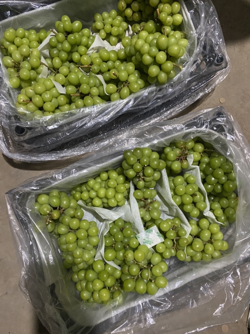 【精品】阳光玫瑰葡萄价格便宜好吃不贵，货源充足欢迎咨询