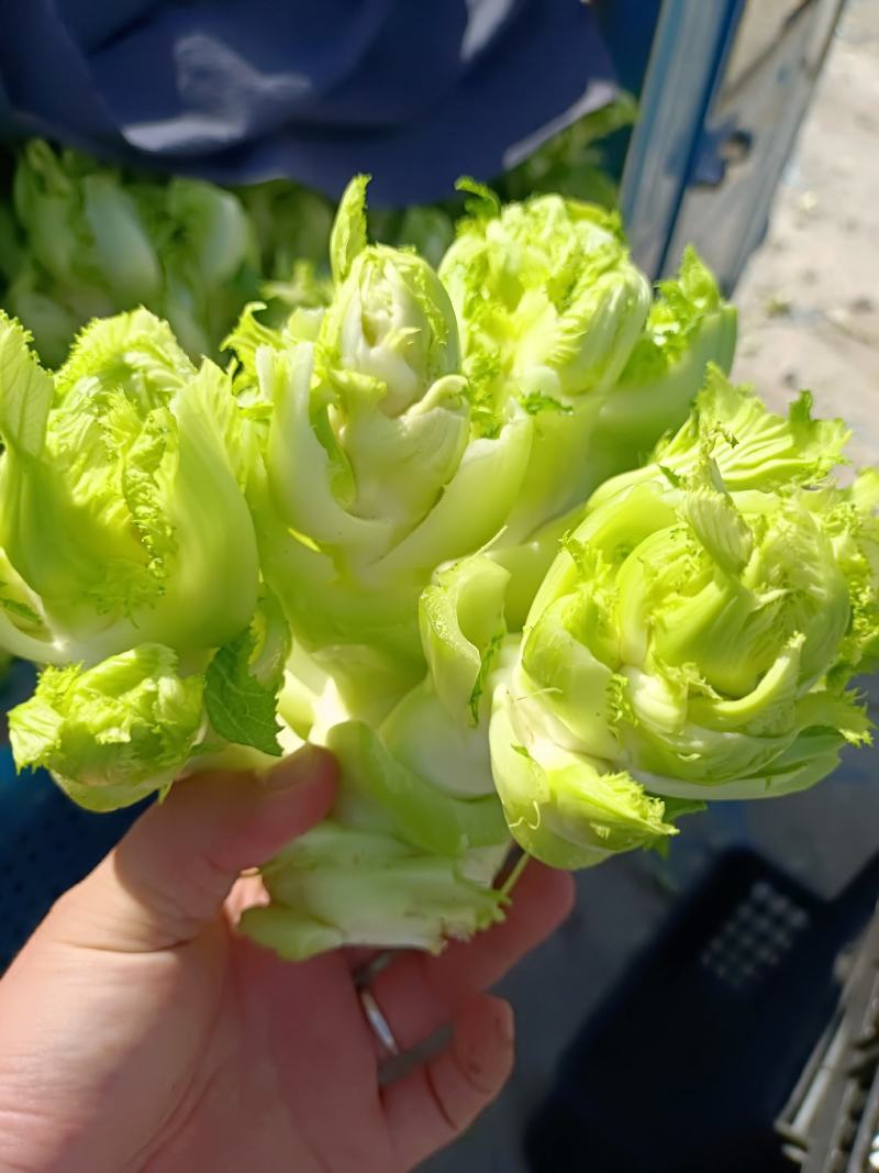 儿菜娃娃菜抱儿菜产地供应现摘现发冷藏车运输