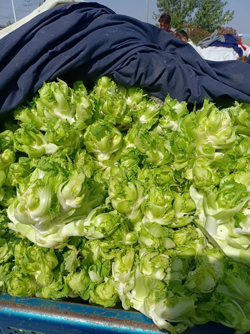 儿菜娃娃菜抱儿菜产地供应现摘现发冷藏车运输