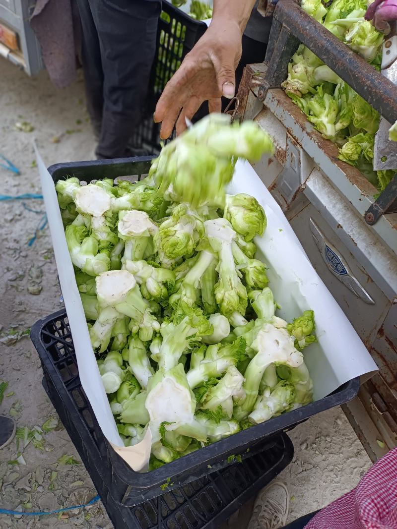 儿菜娃娃菜抱儿菜产地供应现摘现发冷藏车运输