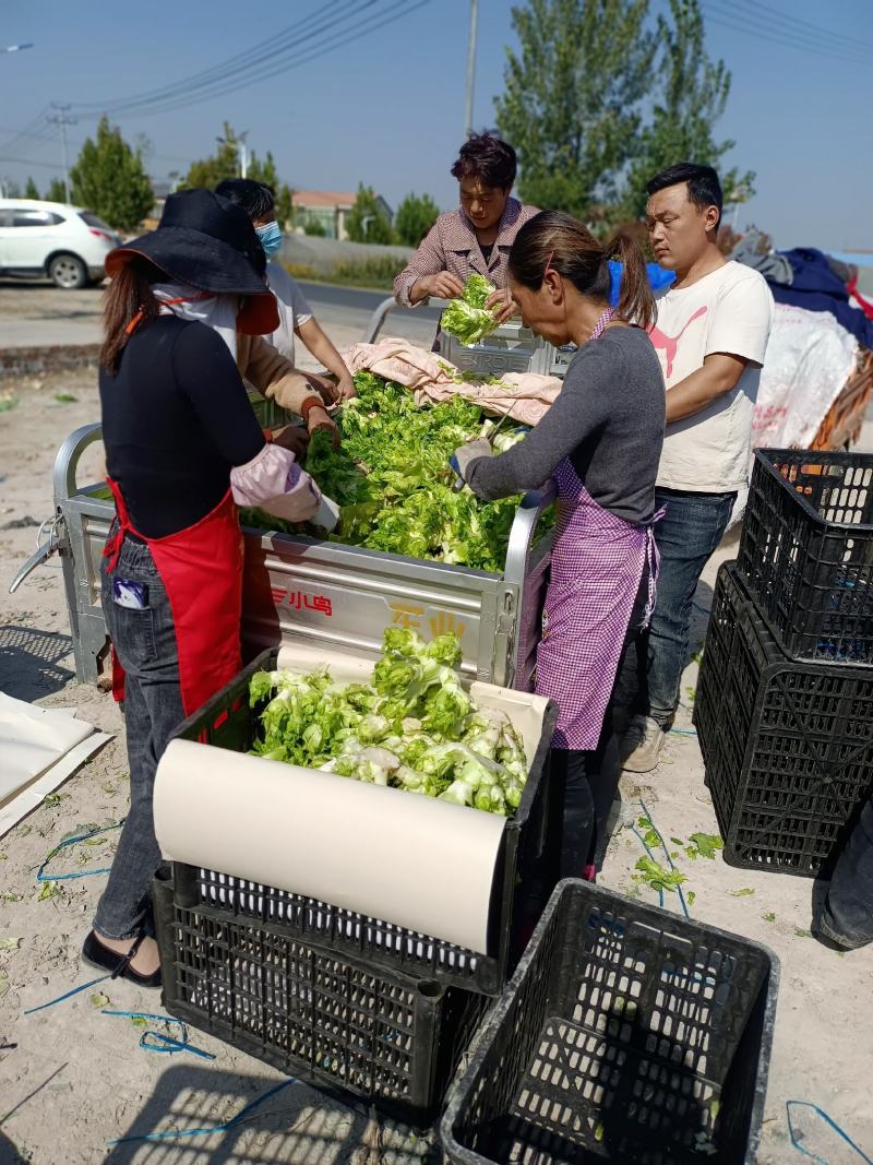儿菜娃娃菜抱儿菜产地供应现摘现发冷藏车运输