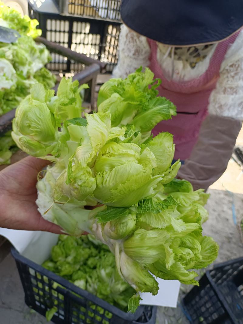 儿菜娃娃菜抱儿菜产地供应现摘现发冷藏车运输