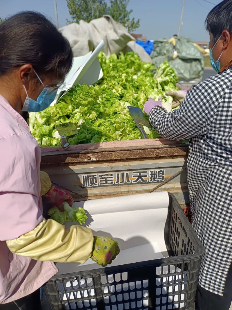 儿菜娃娃菜抱儿菜产地供应现摘现发冷藏车运输
