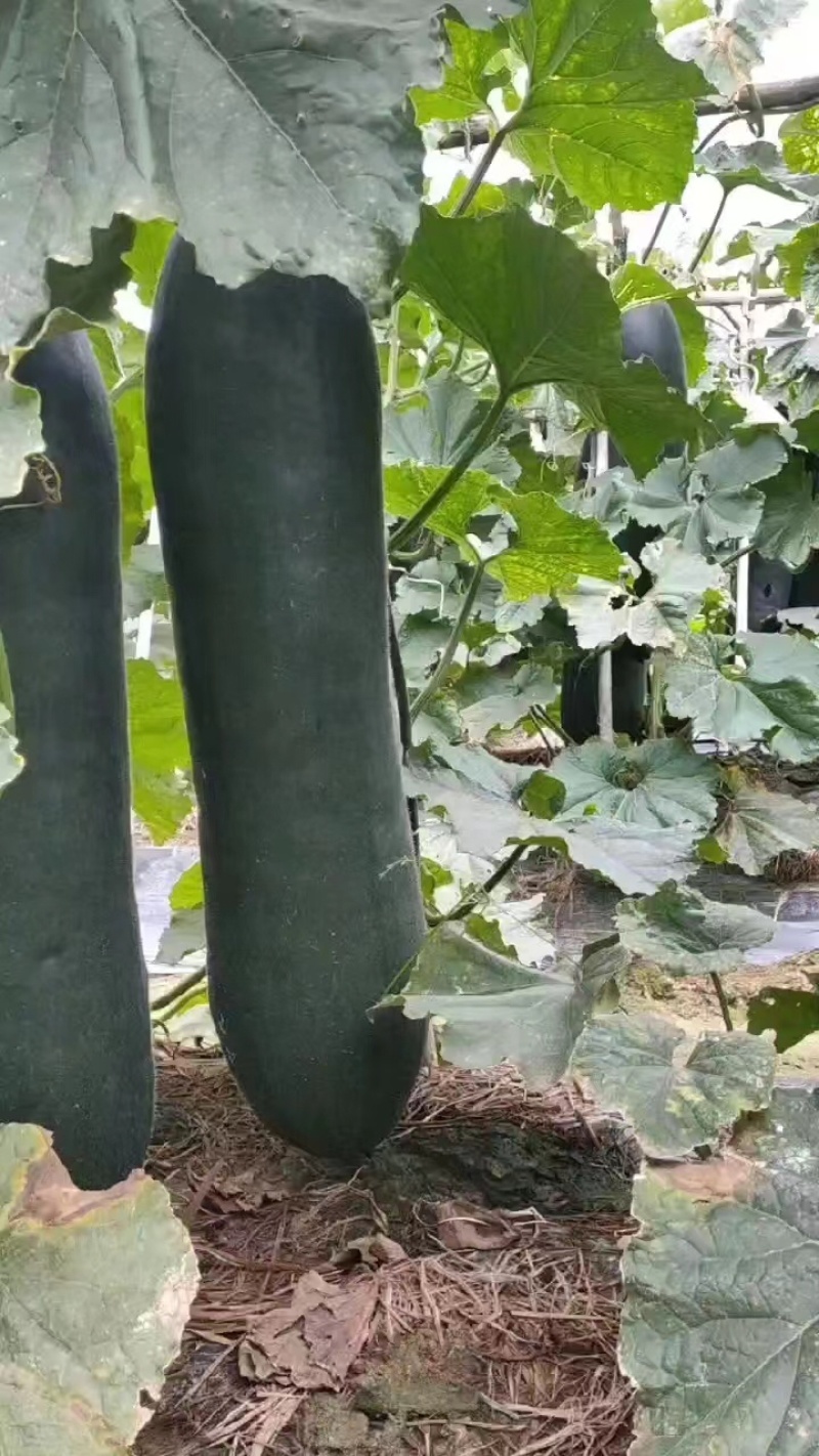 广西黑皮吊冬瓜，品质好，价格优惠，提供便宜回头车