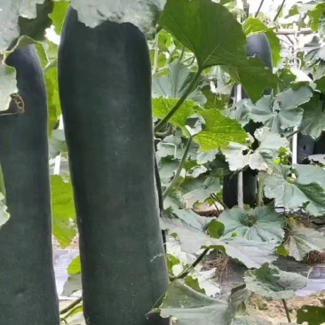 广西黑皮吊冬瓜，品质好，价格优惠，提供便宜回头车