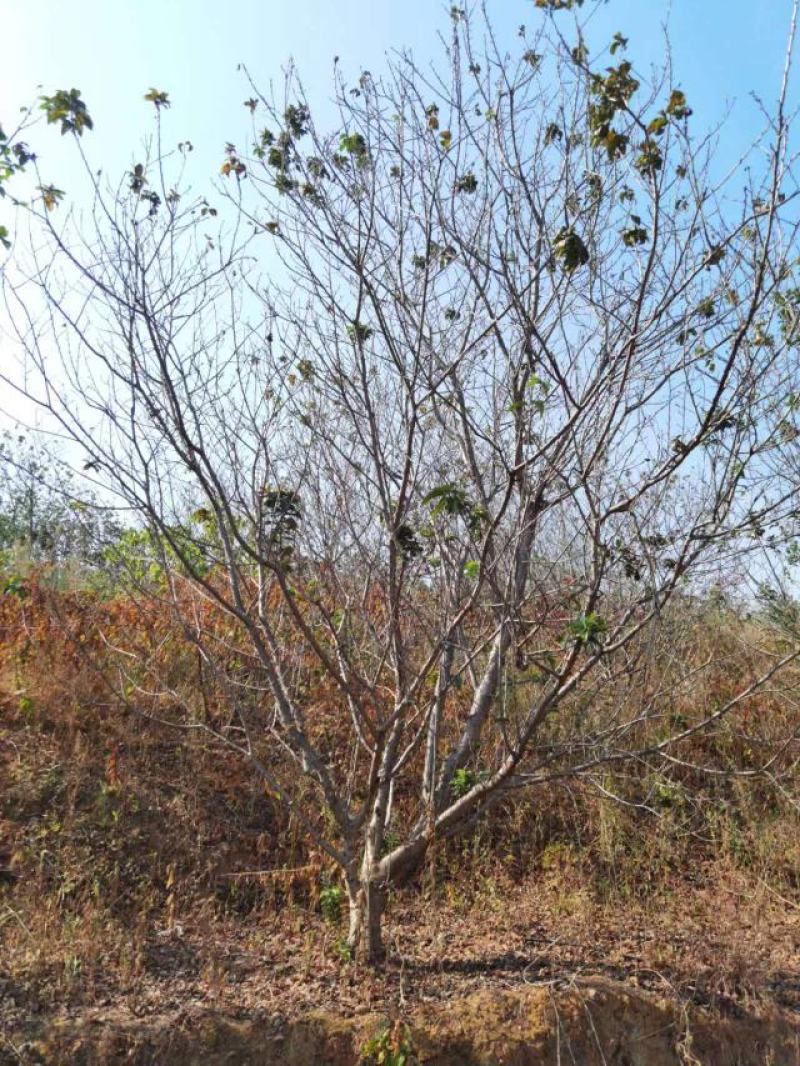 湖南早樱，广东晚樱，广州樱福建染井吉野樱花