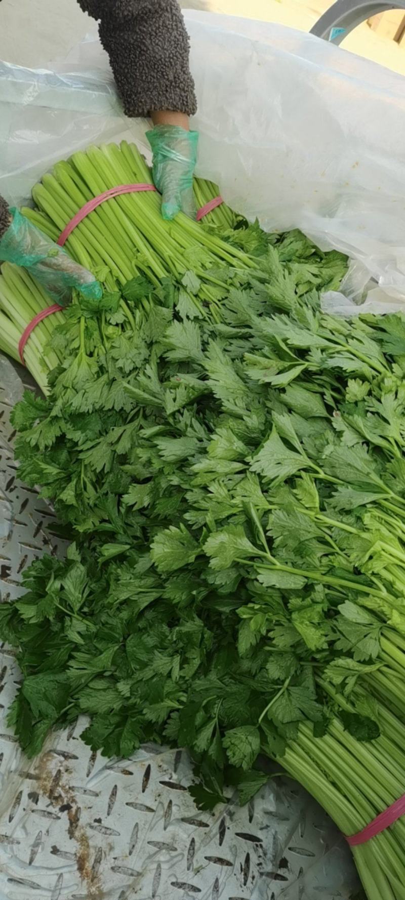 安徽精品芹菜大量现货、青绿色、清香、要的老板前来订购