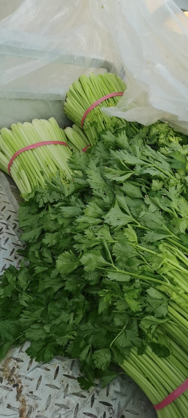 安徽精品芹菜大量现货、青绿色、清香、要的老板前来订购