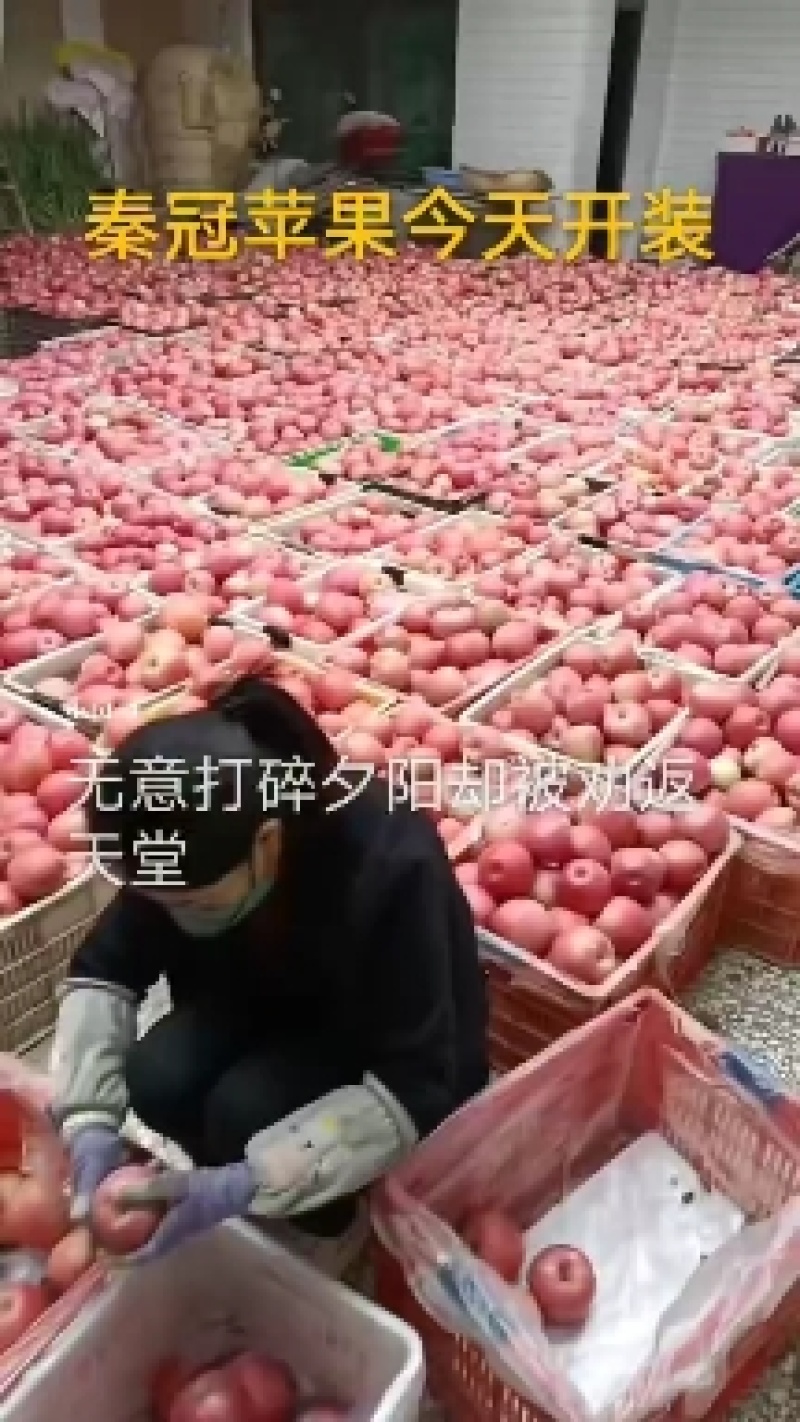 陕西白水双层套袋秦冠大量有货，商品，高检货源充足