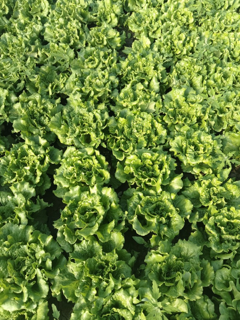 意大利生菜