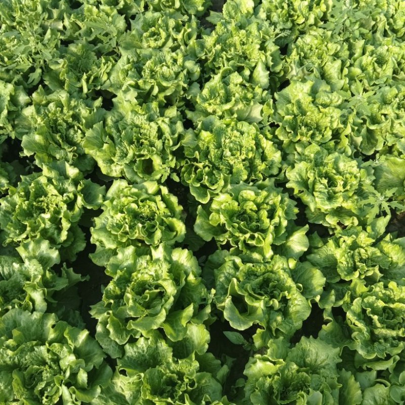 意大利生菜