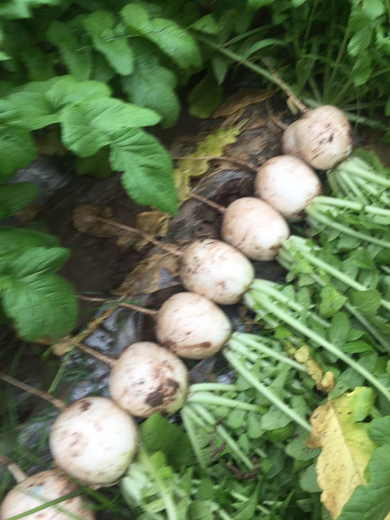 四川达州渠县精品圆根萝卜。基地直供。0.8-2.2斤