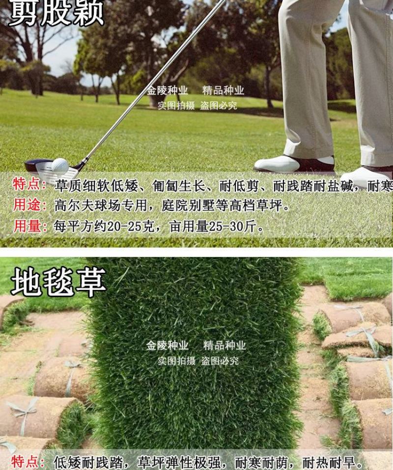 矮生百慕大种籽四季常青耐踩踏绿化草种子孑耐旱免修庭院草坪