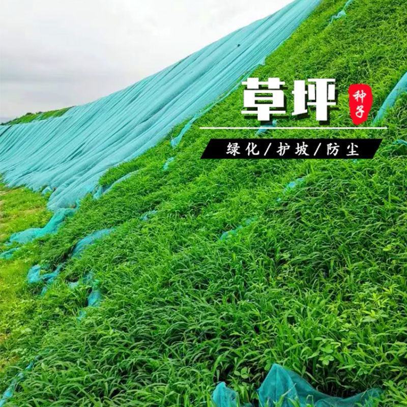 矮生百慕大种籽四季常青耐踩踏绿化草种子孑耐旱免修庭院草坪