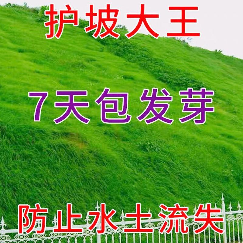矮生百慕大种籽四季常青耐踩踏绿化草种子孑耐旱免修庭院草坪