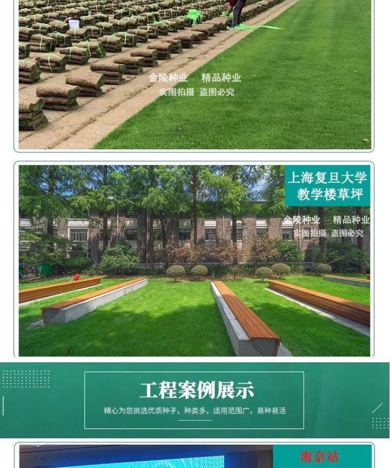 矮生百慕大种籽四季常青耐踩踏绿化草种子孑耐旱免修庭院草坪