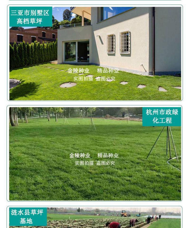 矮生百慕大种籽四季常青耐踩踏绿化草种子孑耐旱免修庭院草坪