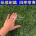 矮生百慕大种籽四季常青耐踩踏绿化草种子孑耐旱免修庭院草坪
