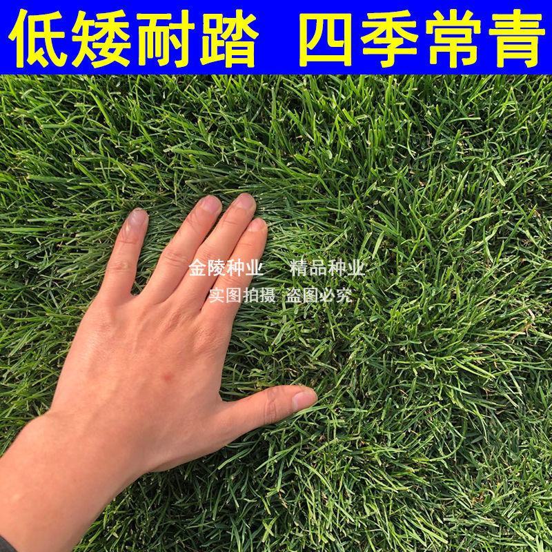 矮生百慕大种籽四季常青耐踩踏绿化草种子孑耐旱免修庭院草坪