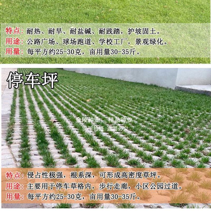 矮生百慕大种籽四季常青耐踩踏绿化草种子孑耐旱免修庭院草坪
