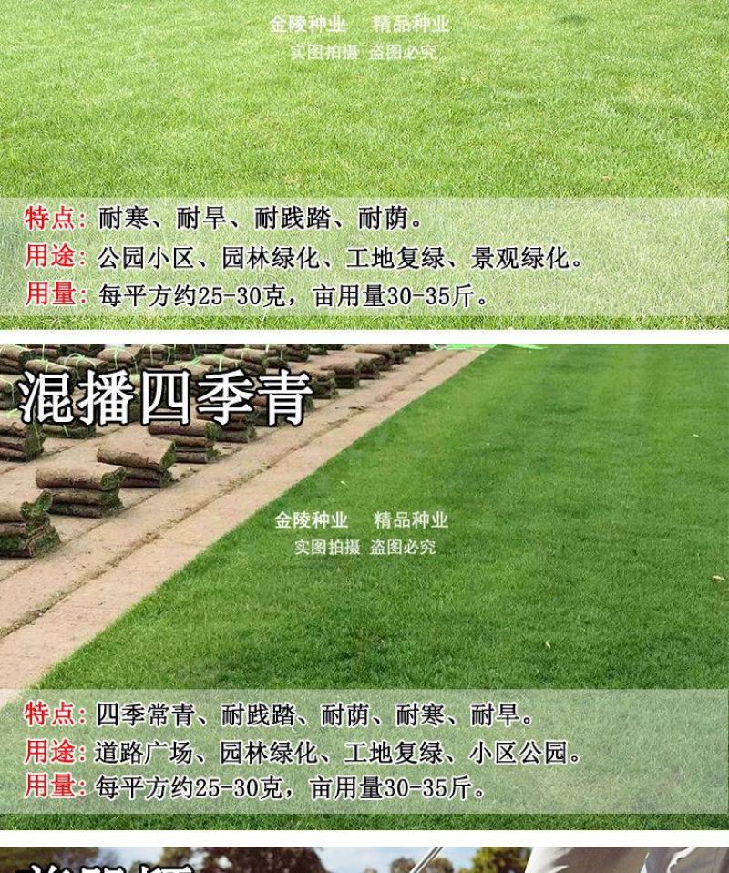 矮生百慕大种籽四季常青耐踩踏绿化草种子孑耐旱免修庭院草坪