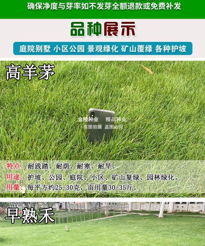 矮生百慕大种籽四季常青耐踩踏绿化草种子孑耐旱免修庭院草坪