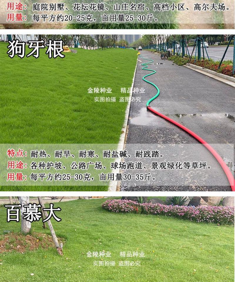 矮生百慕大种籽四季常青耐踩踏绿化草种子孑耐旱免修庭院草坪