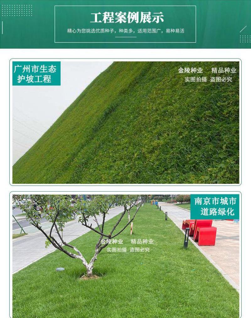 矮生百慕大种籽四季常青耐踩踏绿化草种子孑耐旱免修庭院草坪